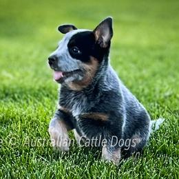 Australian Cattle Dog Puppies from Circle C Australian Cattle Dogs