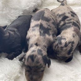 Dachshund Puppies from Hart Dachshunds