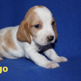 Basset Hound Puppies from Great Lakes Kennel