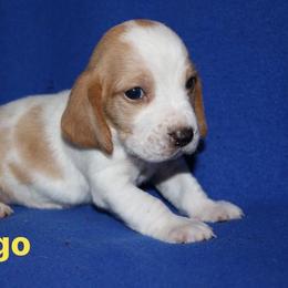 Basset Hound Puppies from Great Lakes Kennel