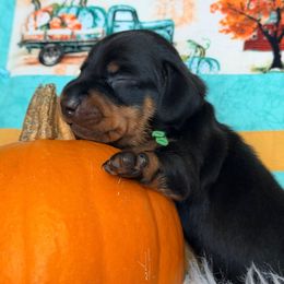 Frankie (green) - Black and tan male Dachshund puppy in Loris, South Carolina from Dogwood Mountain Dachshunds