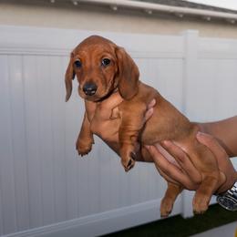 Maple - Red female Dachshund puppy in Chino Hills, California from Wooofyland LLC