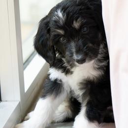 Casanova - Black tri-color male Aussiedoodle puppy in Jackson, Tennessee from Dinah Doodles and Aussies