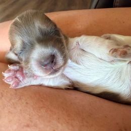 Flower - Cream female Dachshund puppy in Alva, Florida from Salty C's Dachshunds