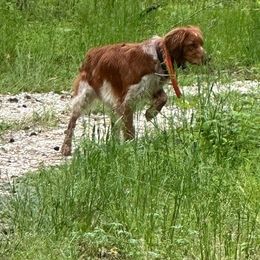 Boykin Spaniel and Brittany Puppies from Brier Ridge Kennels & Outfitters