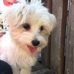 Maltese from Purely Maltese