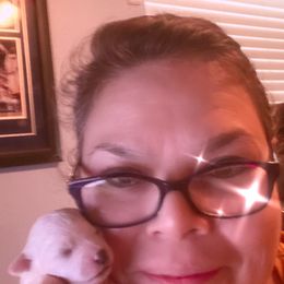 Bichon Frise Puppies from Litters of Love