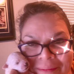 Bichon Frise Puppies from Litters of Love