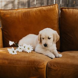 Golden Retriever Puppies from Rosemary Goldens