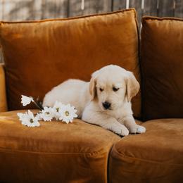 Golden Retriever Puppies from Rosemary Goldens