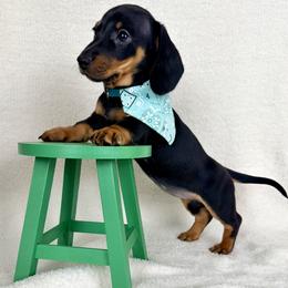 Espresso AKC - Black and tan female Dachshund puppy in Hendersonville, North Carolina from Snarky Doxy Miniature Dachshunds