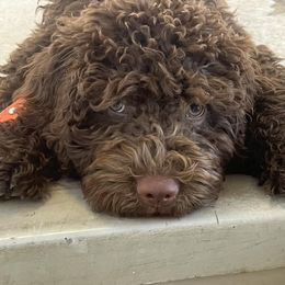 Spanish Water Dog Puppies from LIJA Spanish Water Dogs