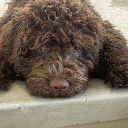 Spanish Water Dog Puppies from LIJA Spanish Water Dogs