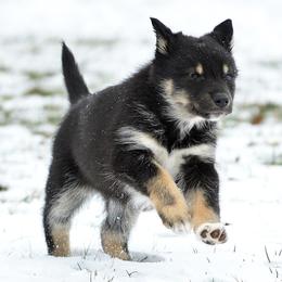 White Girl - Lumi - Black and tan female Lapponian Herder puppy in Prattsburgh, New York from Maalattu Koirankoppi Lapponian Herders