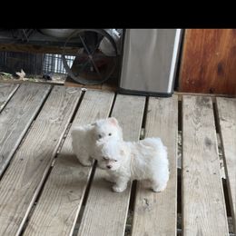 Maltese and Siberian Husky Puppies from Karst Tiny Paws Kennel