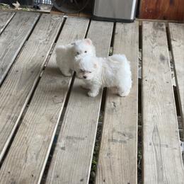 Maltese and Siberian Husky Puppies from Karst Tiny Paws Kennel