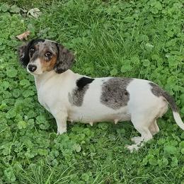 DAISY - Dachshund