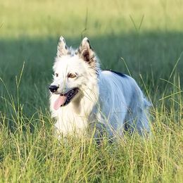 Zephyr - Border Collie