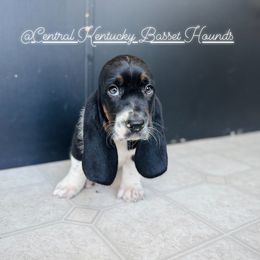 Basset Hound Puppies from Central Kentucky Basset Hounds