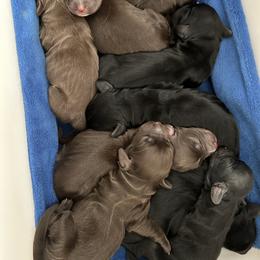 English Cocker Spaniel Puppies from River Trail Kennels