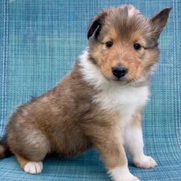 Te Fiti - Sable and white female Collie puppy in St Augustine, Florida from Saltwater Collies LLC