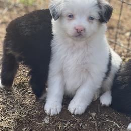 Girl 1 - Blue merle Miniature Australian Shepherd puppy in Greensboro, North Carolina from Rambling L Toy& Mini Aussies
