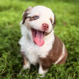 Trina ASDR - Red merle female Toy Australian Shepherd puppy in Polk City, Florida from Skaky Shepherds