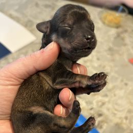 Girl 2 - Yorkipoo puppy in Topeka, Kansas from Bayless Yorkiepoos