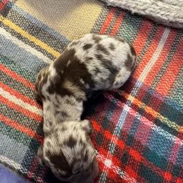 Cowboy - Dapple male Dachshund puppy in Guthrie, Oklahoma from Kingdom Mini Dashchunds