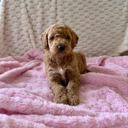 Honey - Apricot female Goldendoodle puppy in Loma Rica, California from BloomingPuppies