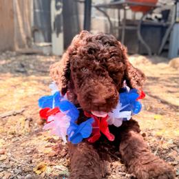 Aston - Chocolate male Goldendoodle puppy in Arlington, Texas from Chambers Doodle Patch