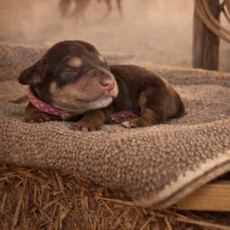 Cheyanne - Chocolate female Australian Labradoodle puppy in Millville, California from Hope Lane Kennels