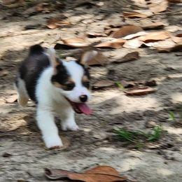 Pembroke Welsh Corgi Puppies from Lindsey's Lovely Little Corgis
