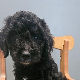 Tyler - Parti male Goldendoodle puppy in Kansas City, Missouri from Poppy's Doodles