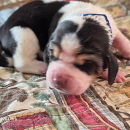 Blue Boy - Black white and brown male Basset Hound puppy in Hood River, Oregon from The Walls Hounds With Heart
