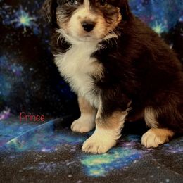 Australian Shepherd Puppies from Glacier Big Sky Aussies
