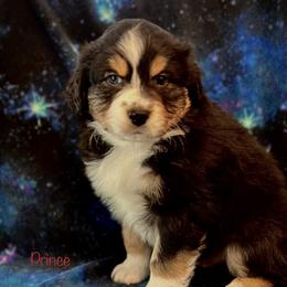Australian Shepherd Puppies from Glacier Big Sky Aussies