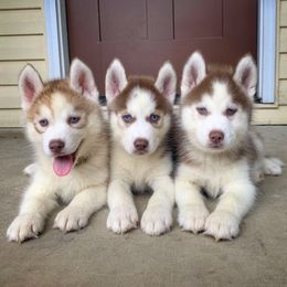 Siberian Husky Puppies from Southern Snow Dogs