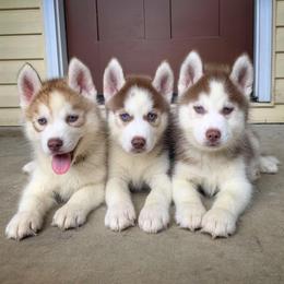 Siberian Husky Puppies from Southern Snow Dogs