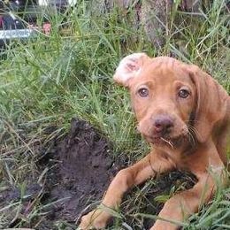 Vizslas from Gil's Vizslas