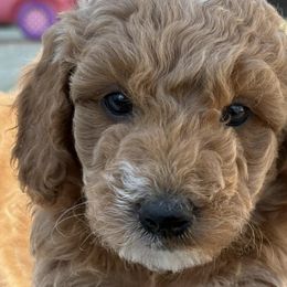 Poodles from Darling Doodles Of Shenandoah Valley