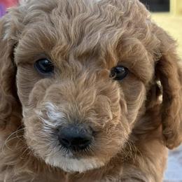 Poodles from Darling Doodles Of Shenandoah Valley