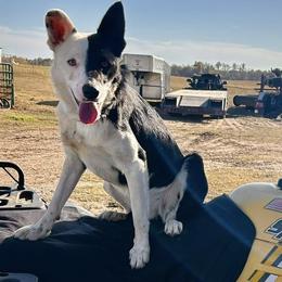 Sly - Border Collie