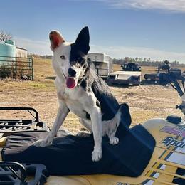 Sly - Border Collie