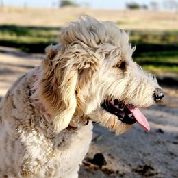 Dini - Goldendoodle