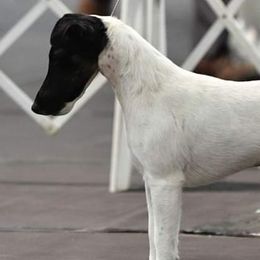 Australian Cattle Dogs and Smooth Fox Terriers from Palomar Kennels