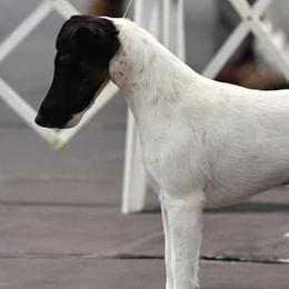 Australian Cattle Dogs and Smooth Fox Terriers from Palomar Kennels