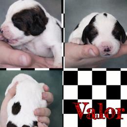 Valor - Black white and tan male English Springer Spaniel puppy in Florida from Thunderbird Springers