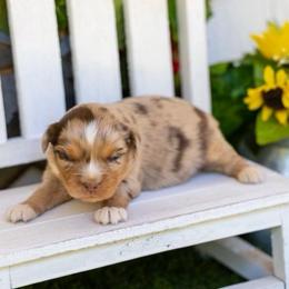 Phoenix - Red merle female Miniature Australian Shepherd puppy in Granbury, Texas from Texas Miniature Aussies