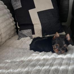 Pink girl - Black and tan female Yorkshire Terrier puppy in Las Vegas, Nevada from Lala’s Pups